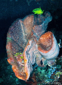 Large Corals in a Cave/Photographed with a Tokina 10-17 m... by Laurie Slawson 